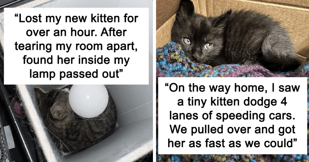 Wholesome Rescue Pet Pics To Heal Your Soul