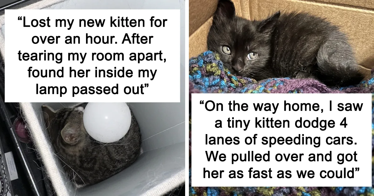 Wholesome Rescue Pet Pics To Heal Your Soul