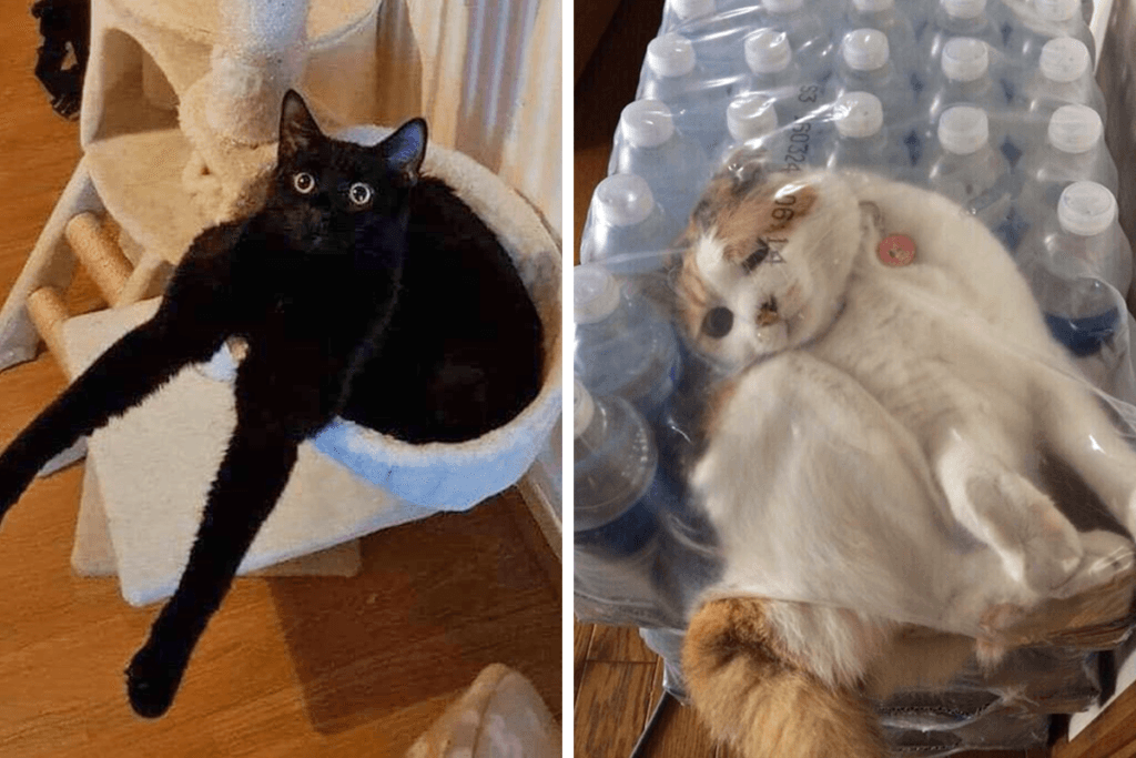 Cats Made Their Owners Wonder “What’s Wrong With My Cat”