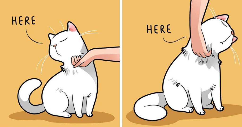 Artist Illustrates Funny Realities Of Living With A Cat